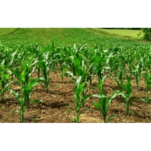 Village Food Products
