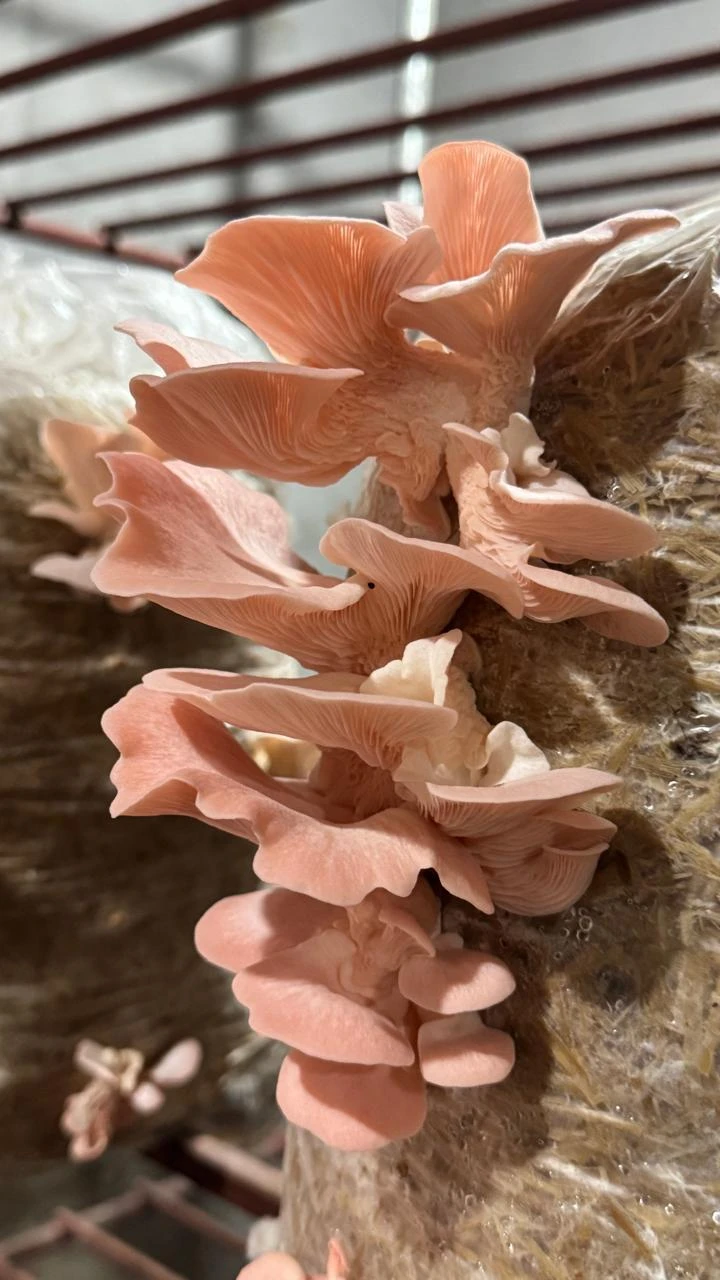 Organic/ Pink Oyster Mushroom